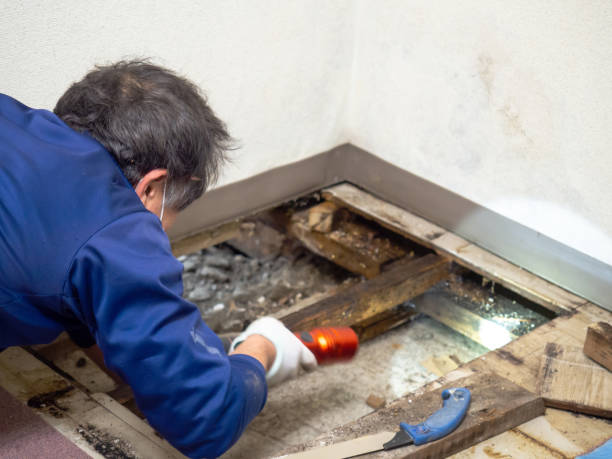 Best Home Mold Removal  in Tamiami, FL