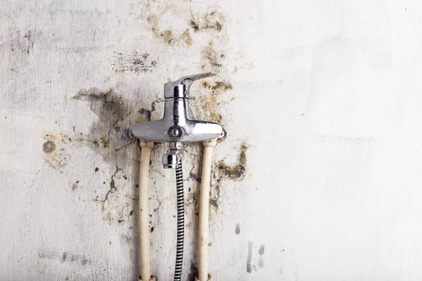 Professional Mold Removal in Tamiami, FL