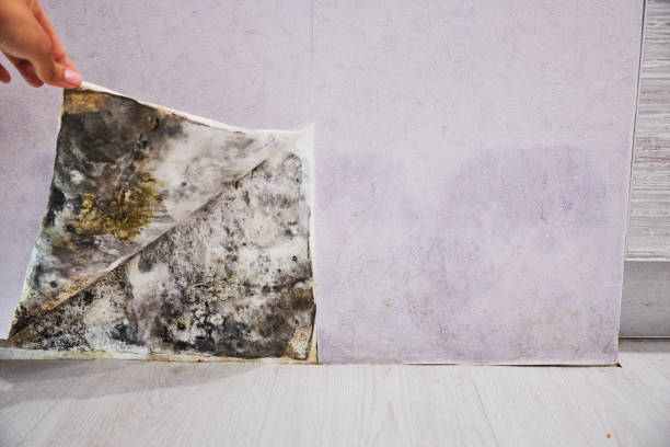 Best Mold Remediation  in Tamiami, FL